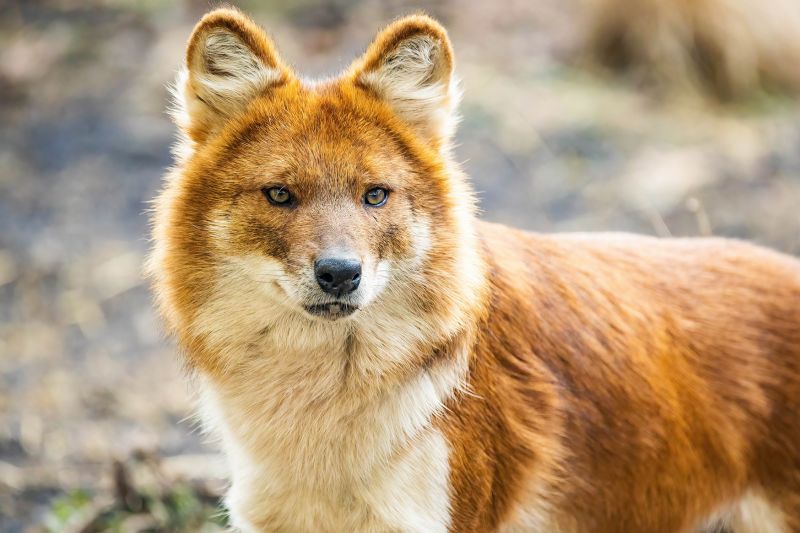Asiatic wild dog or dhole