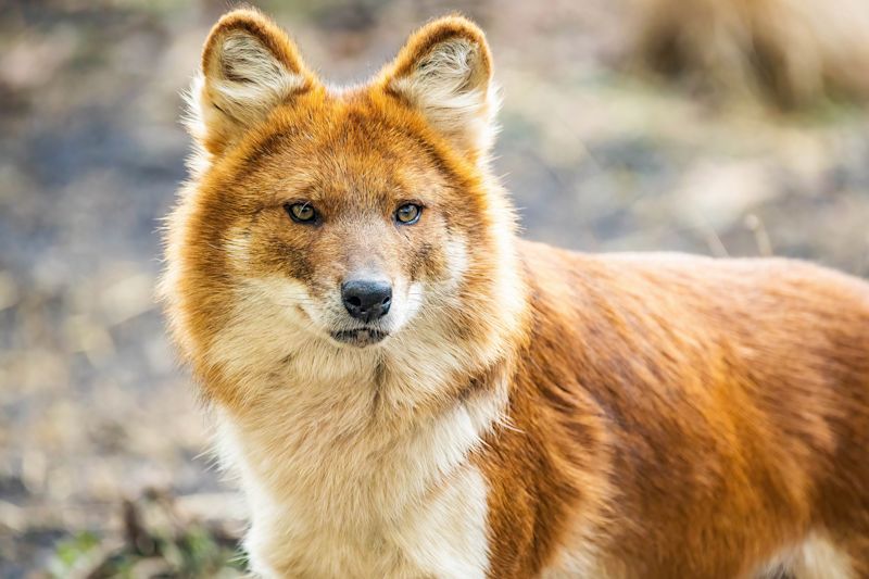 Asiatic wild dog or dhole