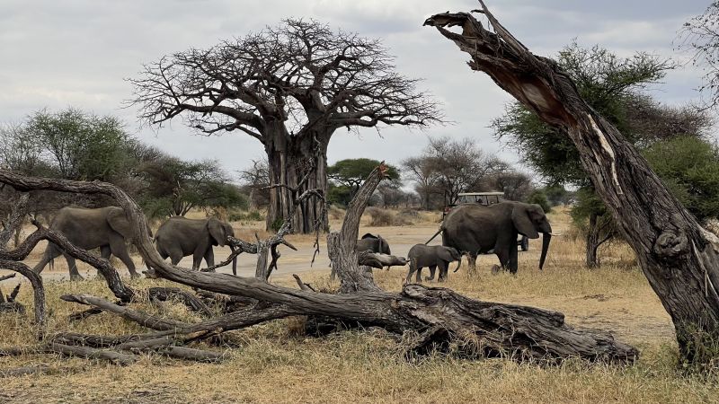 Danielle Elliot. Elephant herd and baobab Tanzania safari