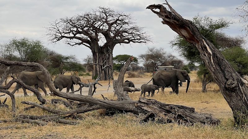 Danielle Elliot. Elephant herd and baobab Tanzania safari