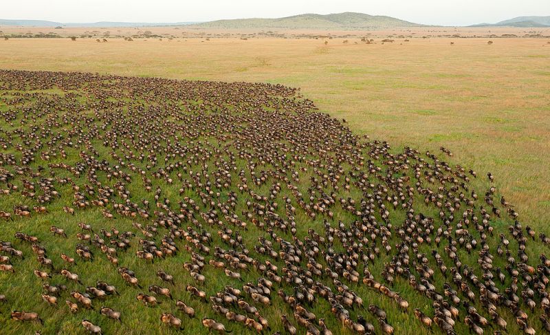 Wildebeest herd of the Great Migration