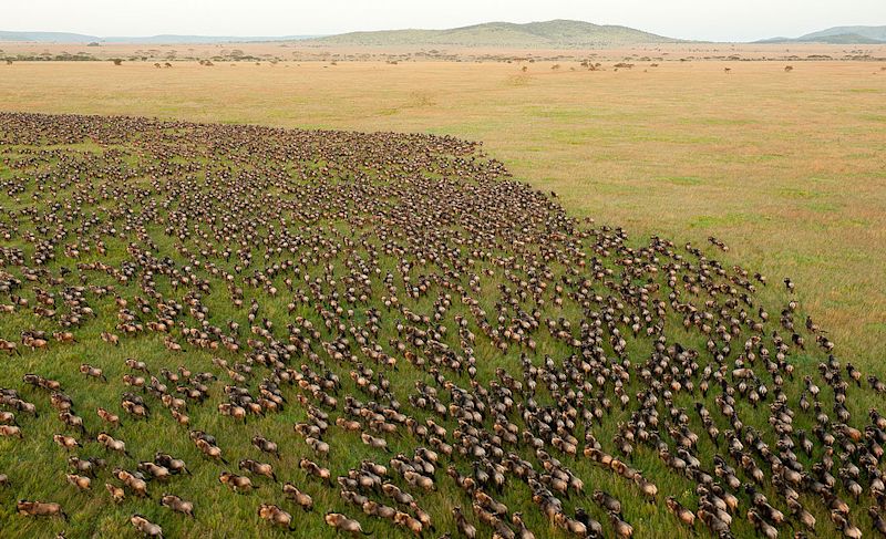 Wildebeest herd of the Great Migration