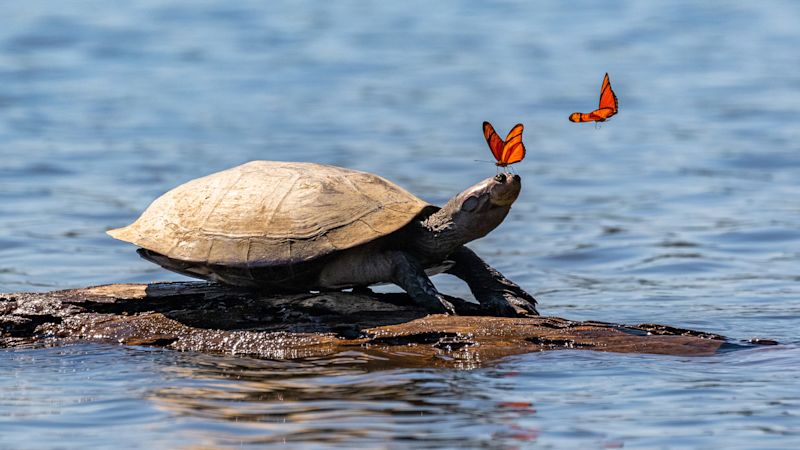 Amazon side-necked turtle with butterflies on a rock in Sandoval Lake, Tambopata, Amazon rainforest, Peru