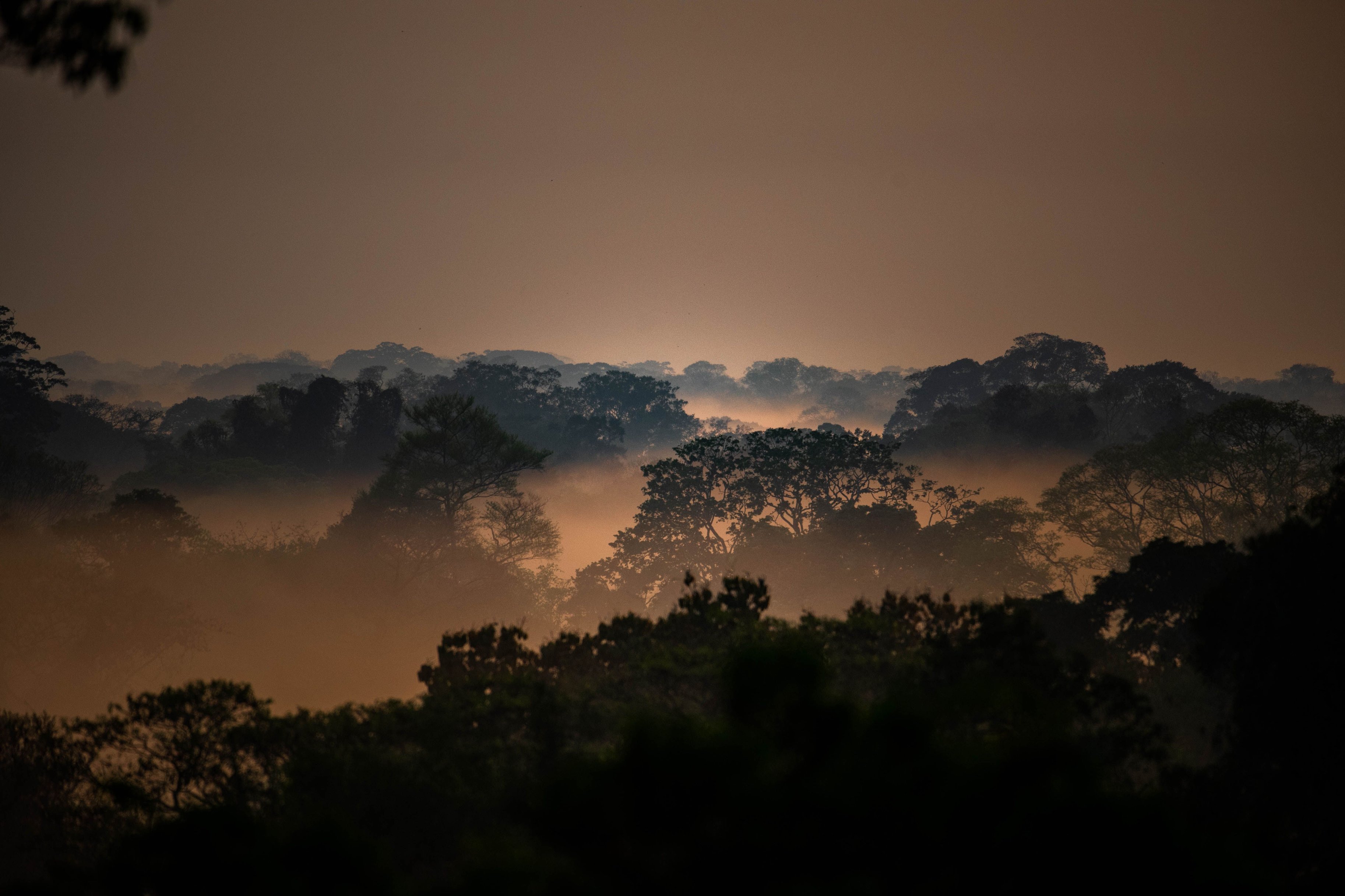 Peru's Amazon rainforest canopy with mist, from Refugio Amazonas, Tambopata
