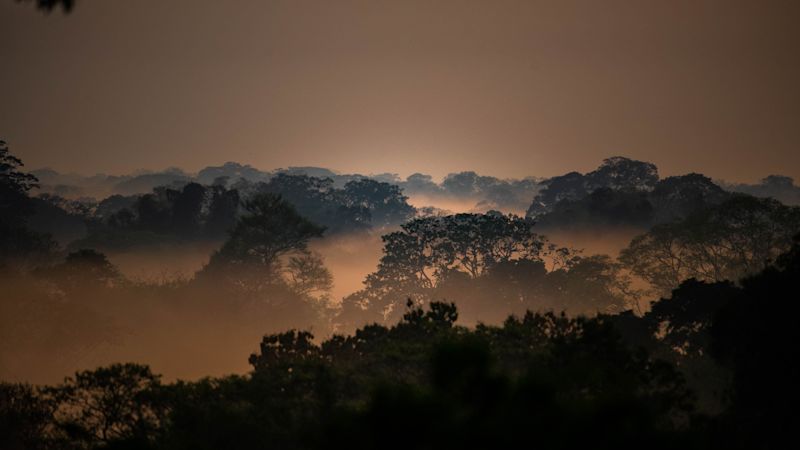 Peru's Amazon rainforest canopy with mist, from Refugio Amazonas, Tambopata