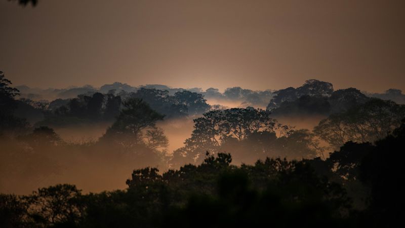 Peru's Amazon rainforest canopy with mist, from Refugio Amazonas, Tambopata