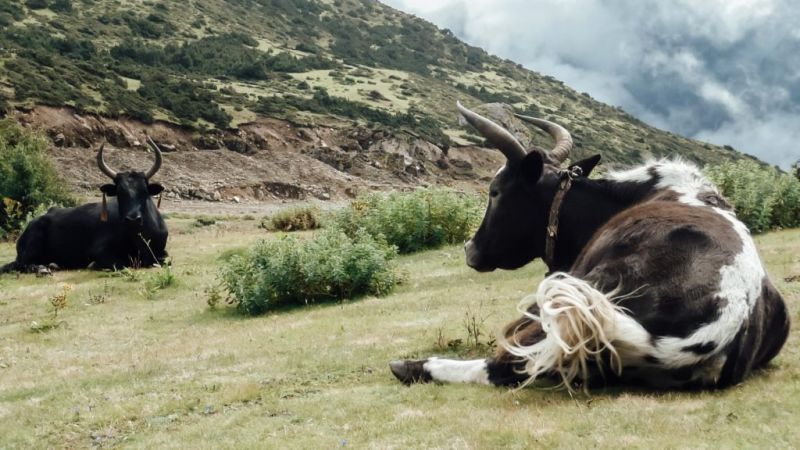 Yaks resting on Annapurna Circuit trek