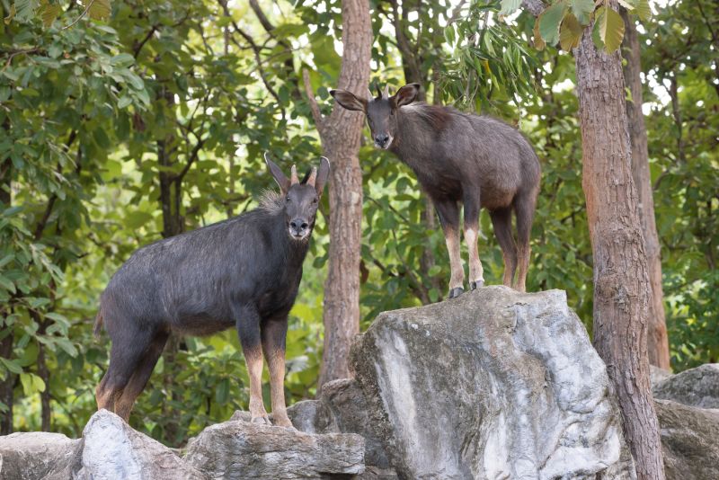 Pair of Himalayan serows standing on rock edge and facing camera with tall trees behind 
