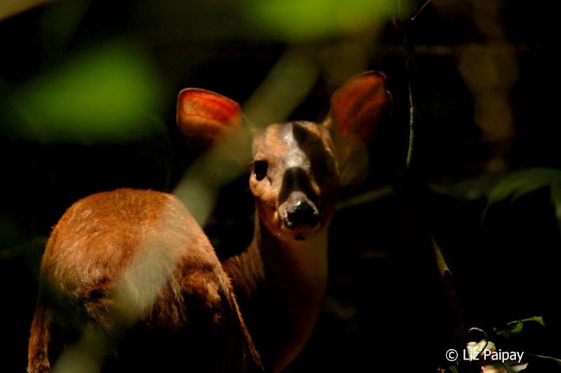 Red brocket Deer as seen behind vegetation with sunlight on its back