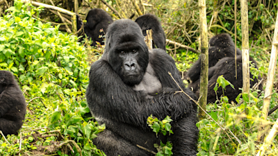 Gorillas eating