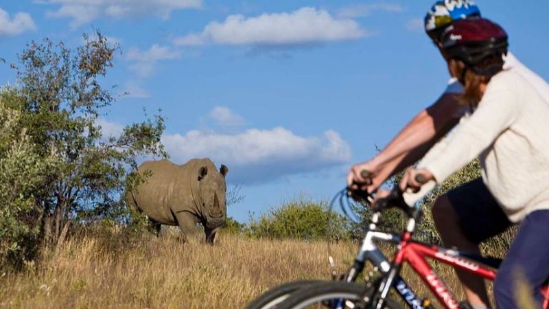 Cycling safari rhino
