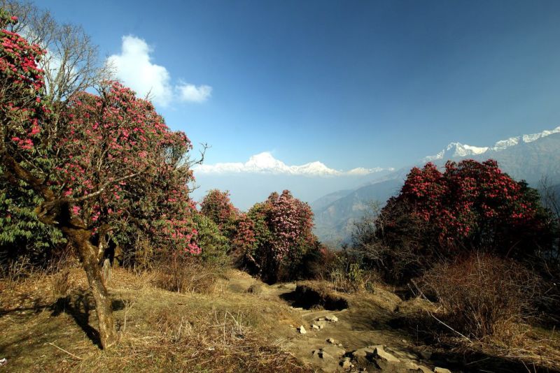 Rhododendrons in Annapurna Mountains