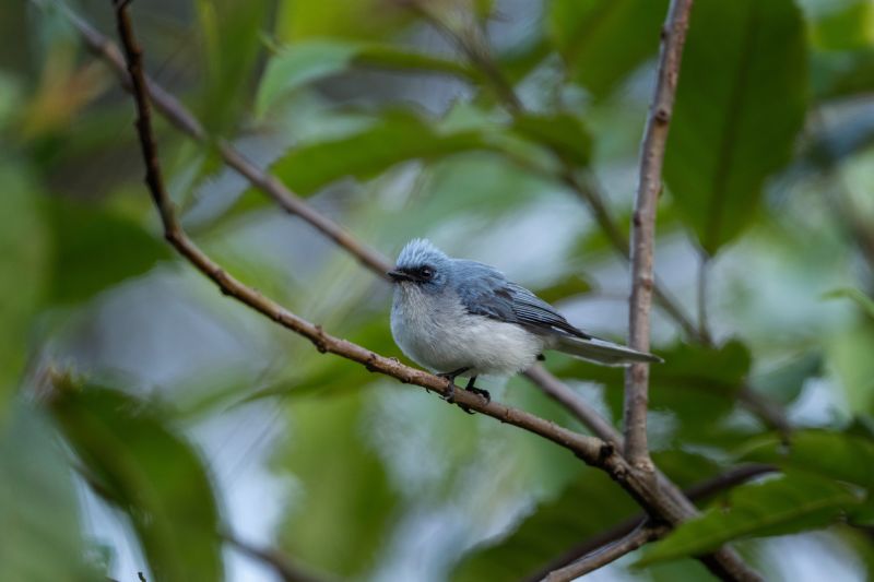 African blue flycatcher in the Bwindi Impenetrable National Park. Flycatcher on the branch. Wildlife in Uganda. African safari.