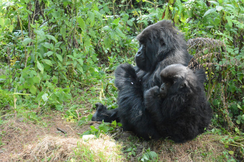 A mother mountain gorilla with her infant in Bwindi forest, Uganda