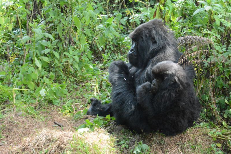 A mother mountain gorilla with her infant in Bwindi forest, Uganda