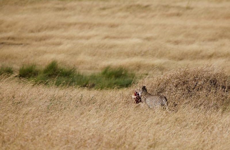 Leopard and prey