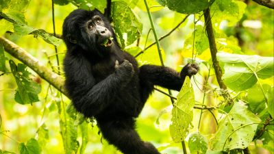 Infant gorilla hanging from branch, Bwindi, Uganda