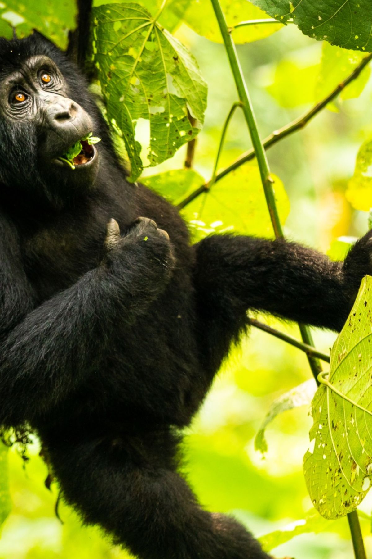 Infant gorilla hanging from branch, Bwindi, Uganda