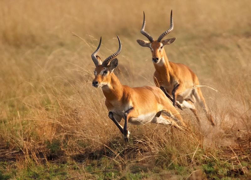 Ours. Two running Uganda kobs, safari, Uganda