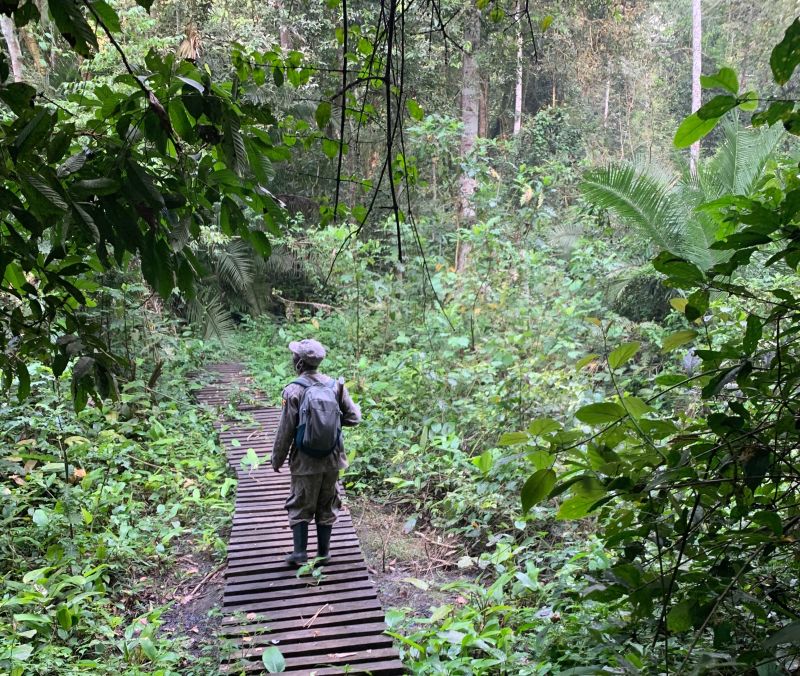 Gorilla trek guide wooden walkway