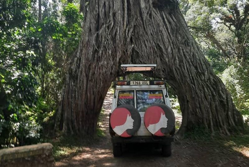 Follow Alice car in Arusha National Park by Fig Tree Arch
