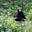 Chimp in Kibale Forest Uganda
