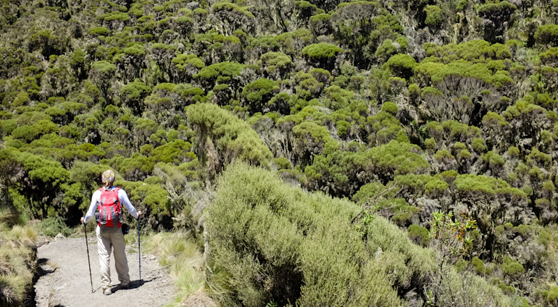 Moorland zone with trekker on Mt Meru in Tanzania