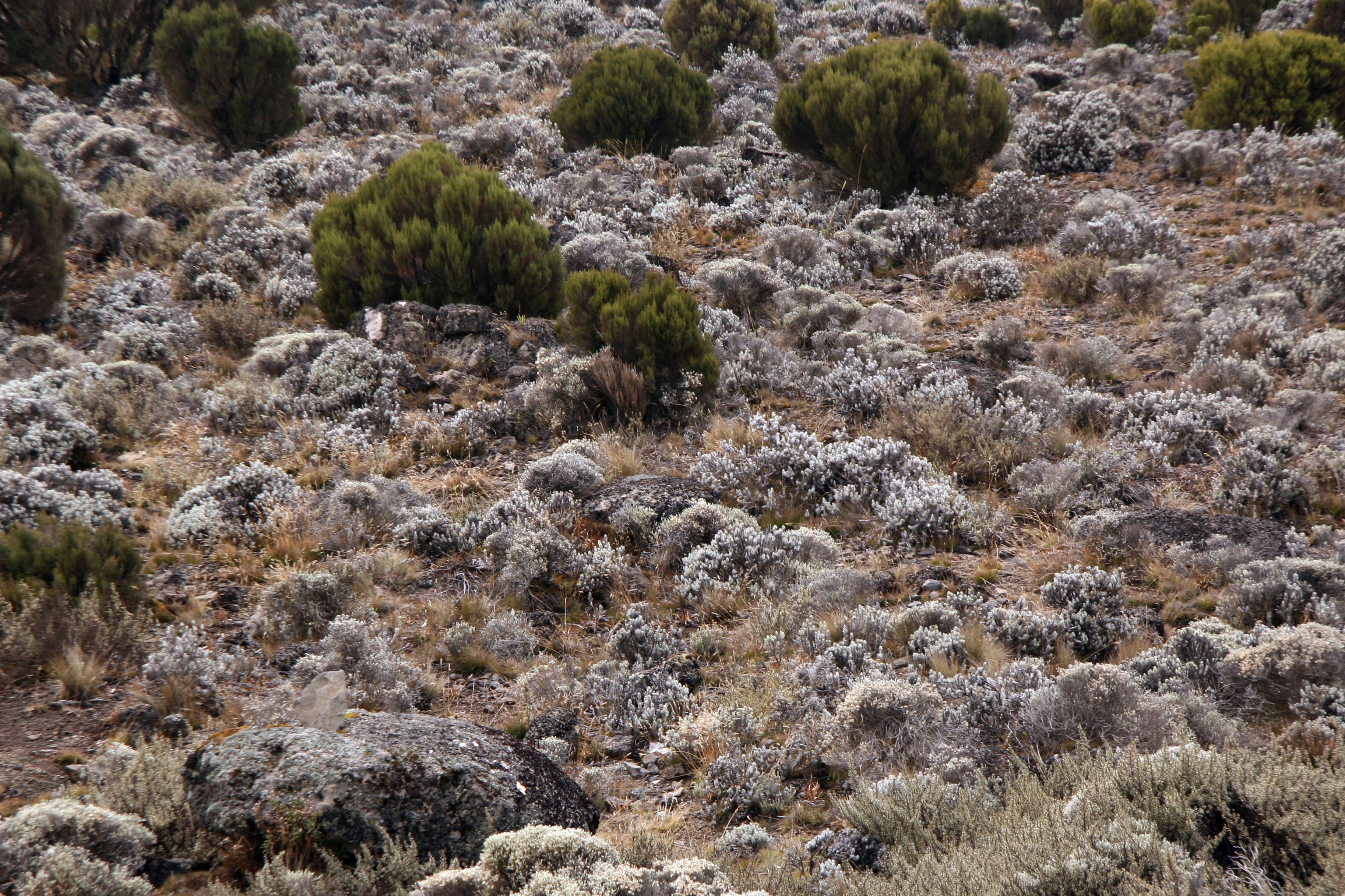 Flora on the mountain