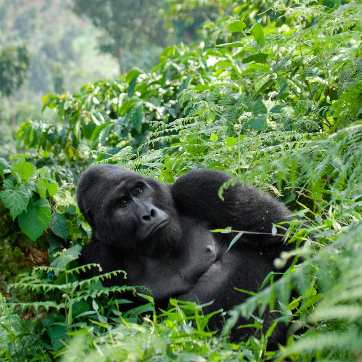 Bwindi Impenetrable Forest gorilla