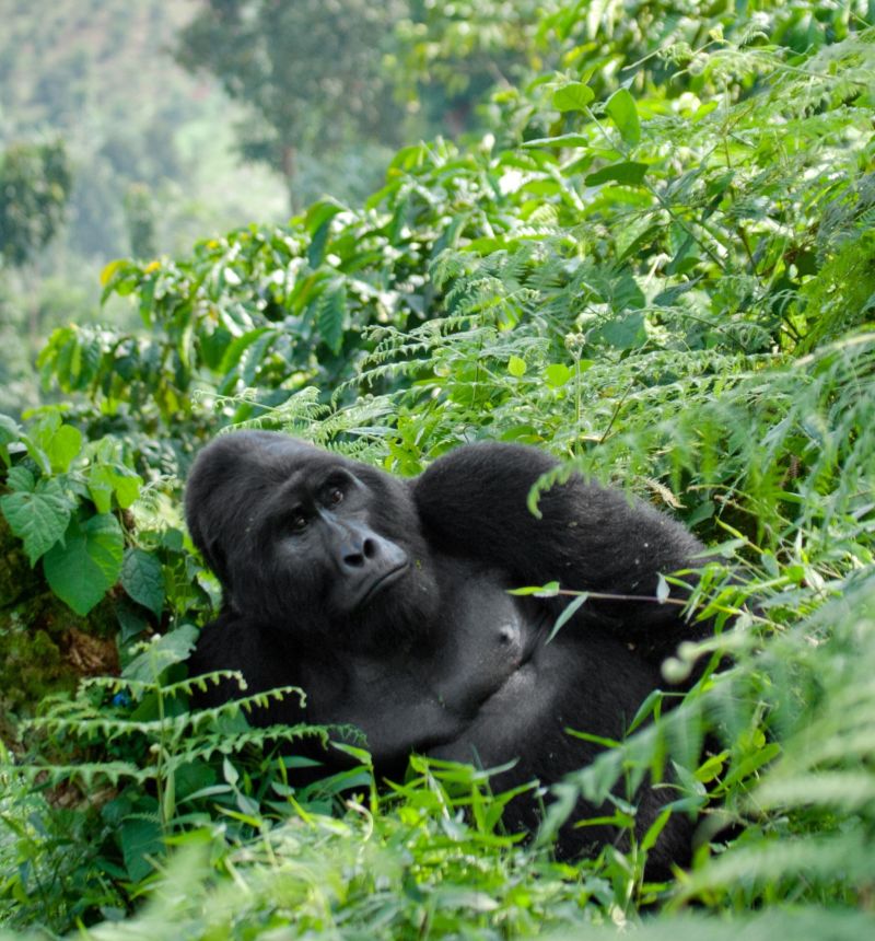 Bwindi Impenetrable Forest gorilla