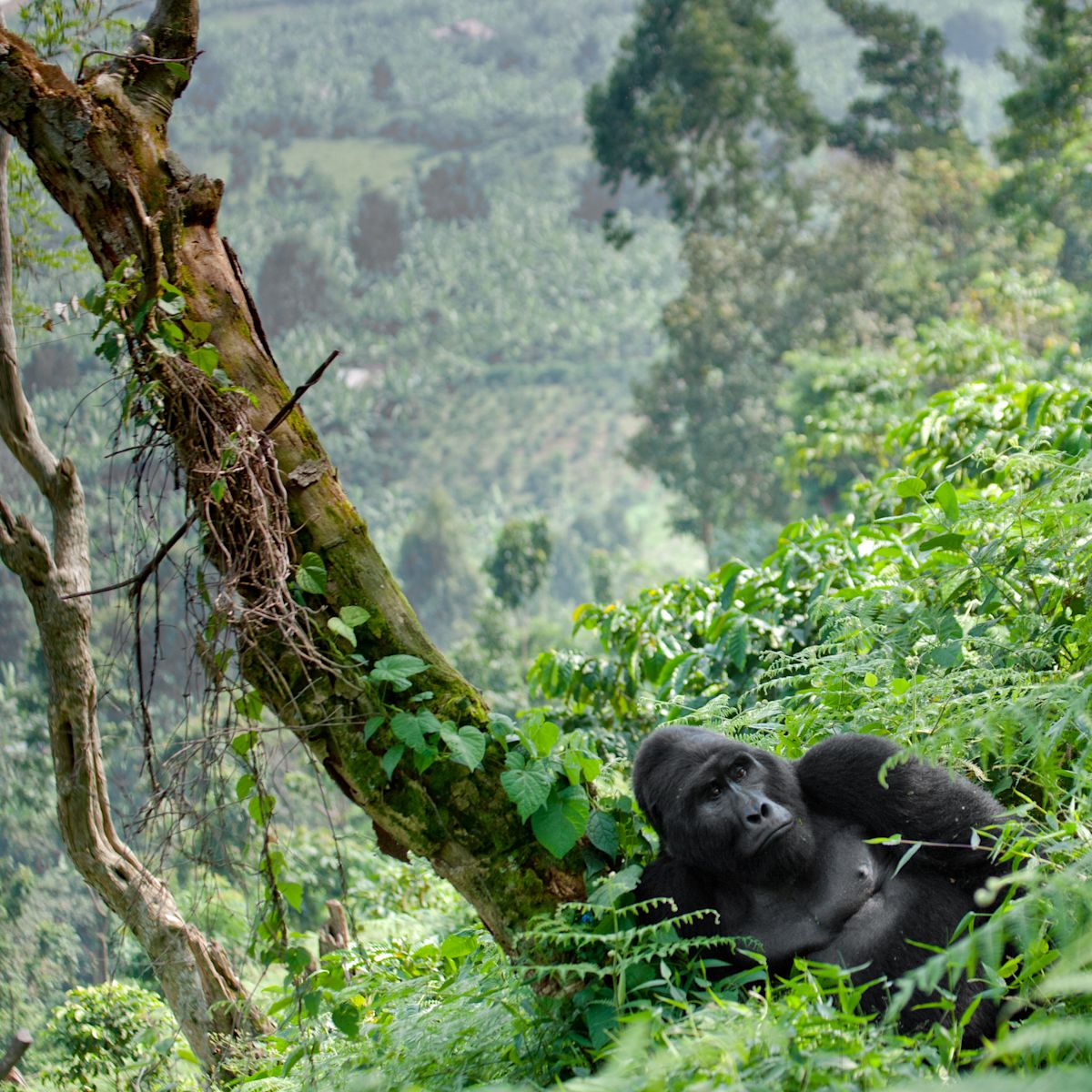 https://images.followalice.com/77g3NAILkvClNJpLUk81T2/928ce40147387401aae2c69c4a49fdb9/Gorilla_Uganda__1_.jpg?f=bottom_left&fit=fill&h=1200&q=80&w=1200