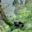 Bwindi Impenetrable Forest gorilla