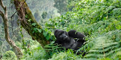 Bwindi Impenetrable Forest gorilla