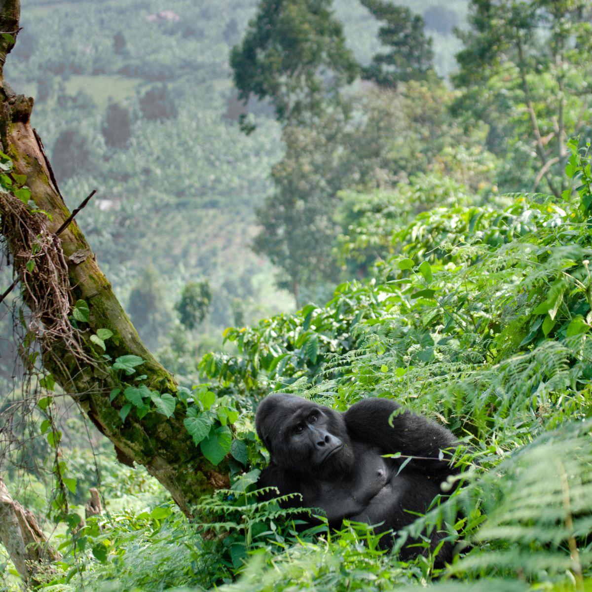 Bwindi Impenetrable Forest gorilla