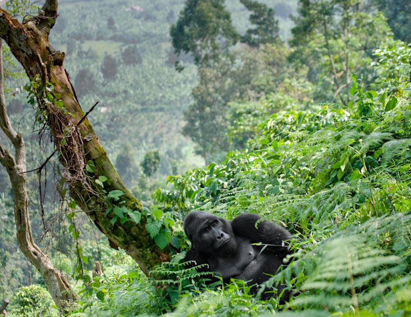 Bwindi Impenetrable Forest gorilla