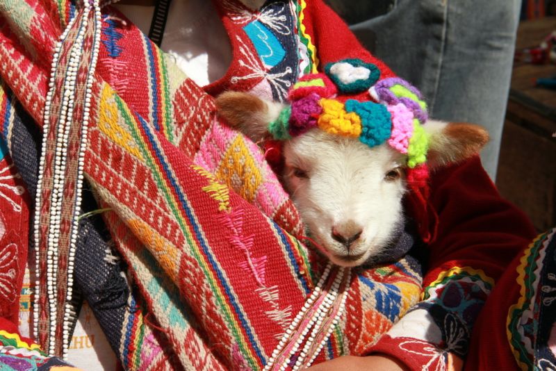 Baby llama in woman's arms in Pisac, Sacred Valley, Peru