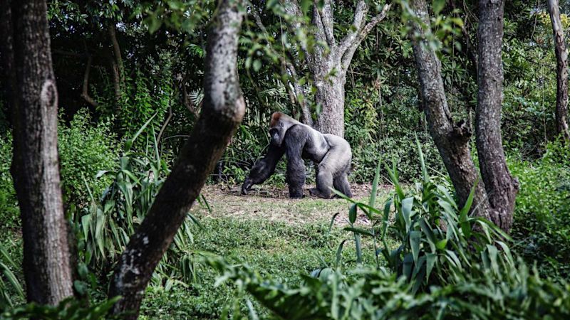 A silverback mountain gorilla seen walking through the trees, gorilla trekking in Rwanda vs in Uganda