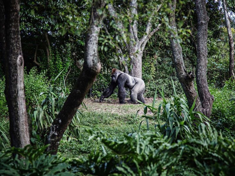 A silverback mountain gorilla seen walking through the trees, gorilla trekking in Rwanda vs in Uganda