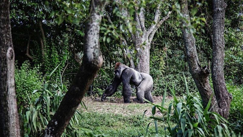 A silverback mountain gorilla seen walking through the trees, gorilla trekking in Rwanda vs in Uganda