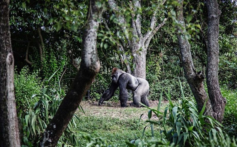 A silverback mountain gorilla seen walking through the trees, gorilla trekking in Rwanda vs in Uganda