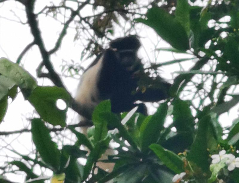 A black-and-white colobus monkey on Kilimanjaro