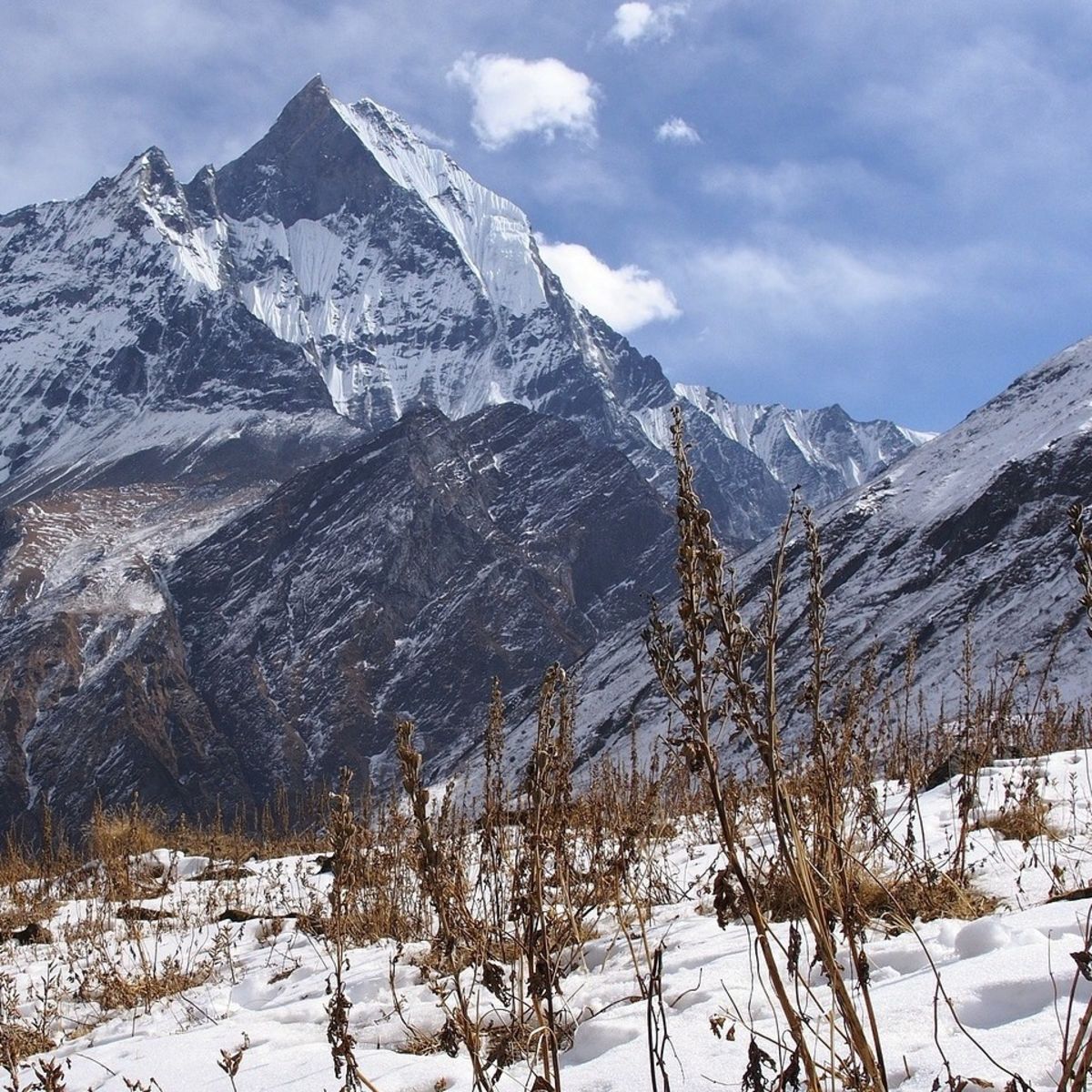 Snow-covered mountain with dry grasses poking up out of snow-covered ground in Nepali HImalayas