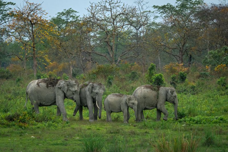 Asian elephant herd against a backdrop of flowering trees in Terai Forest, Nepal, during spring season 