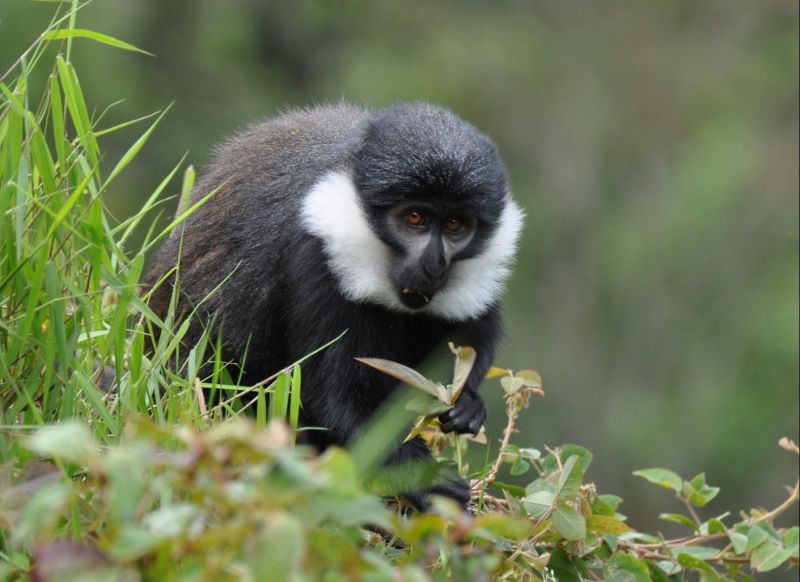 Ours. A L'Hoest's Monkey (Cercopithecus lhoesti) appears from the hillside. Nyungwe Forest National Park, Rwanda safari and wildlife