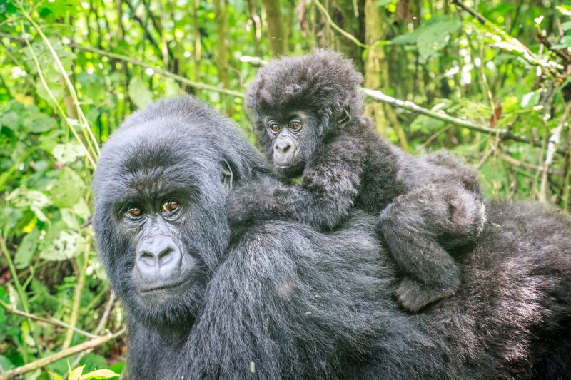 Mother and infant mountain gorillas in Virungas, DRC