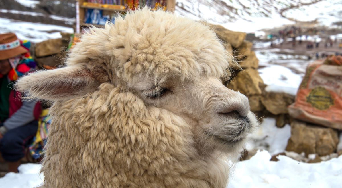 Close up of llama face with snowy background at base of Rainbow Mountain in Peru 