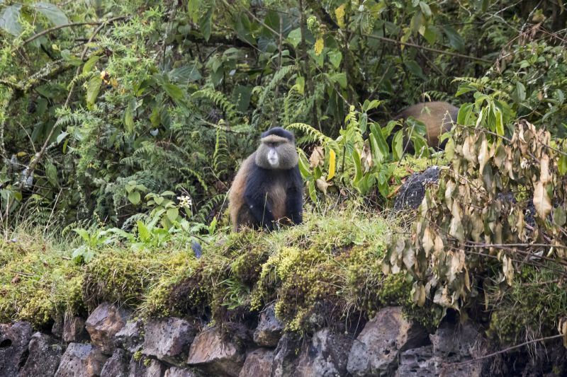 Endangered golden monkey sitting on buffalo wall in Virunga forest of Volcanoes National Park, Rwanda.