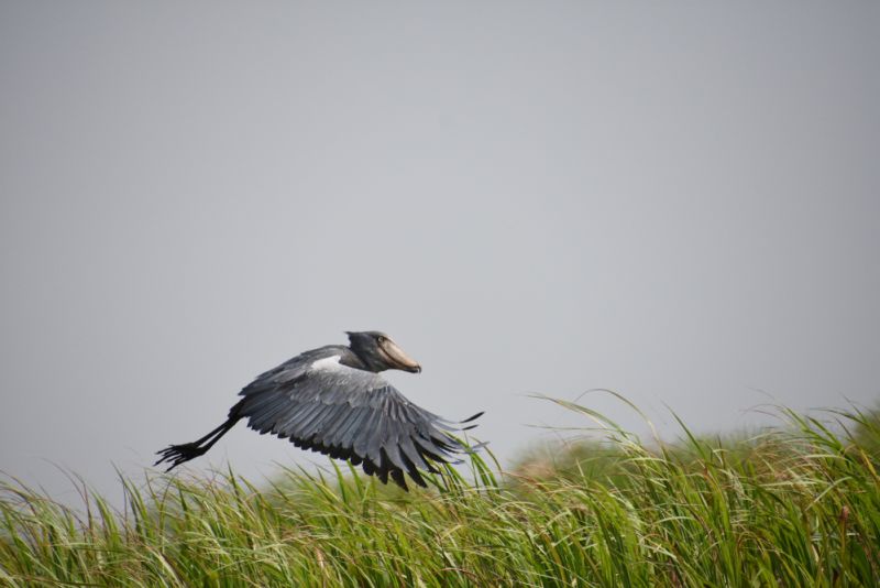 Shoebill stork in flight in.Murchison Fall NP, Uganda