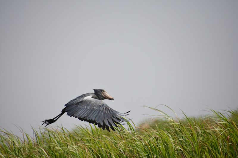 Shoebill stork in flight in.Murchison Fall NP, Uganda