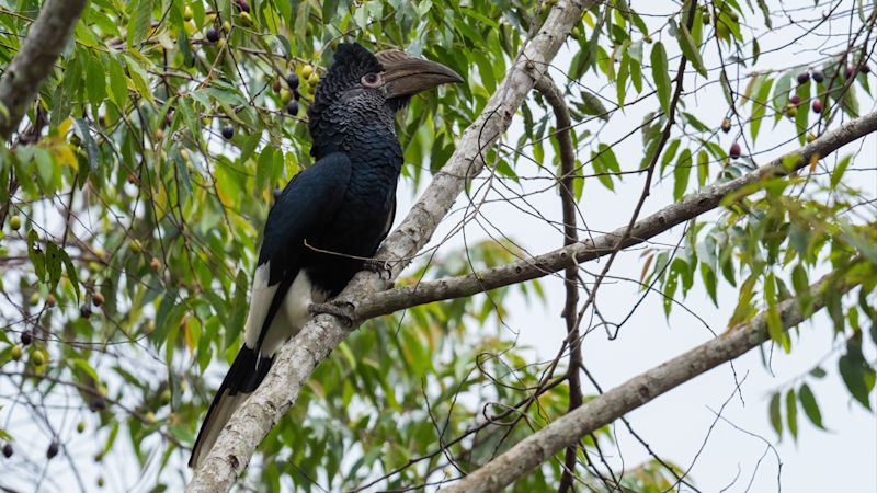 Black-and-white casques hornbill bird